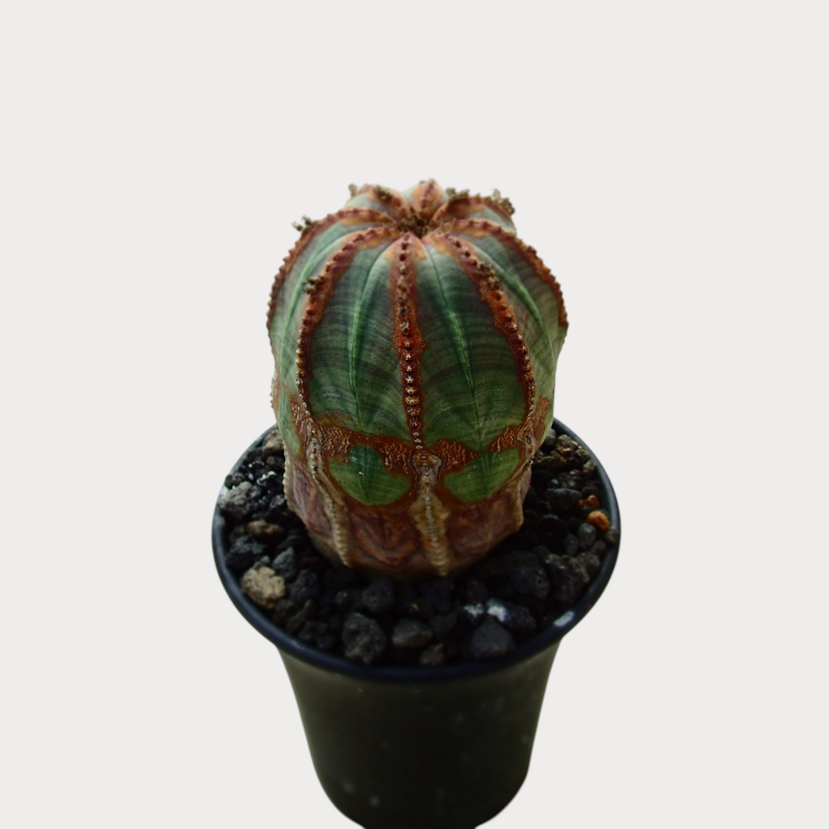LadyBird succulents&cactiの丸いフォルムが特徴的なユーフォルビア・オベサMサイズ。緑と茶色の縞模様が美しい塊根植物