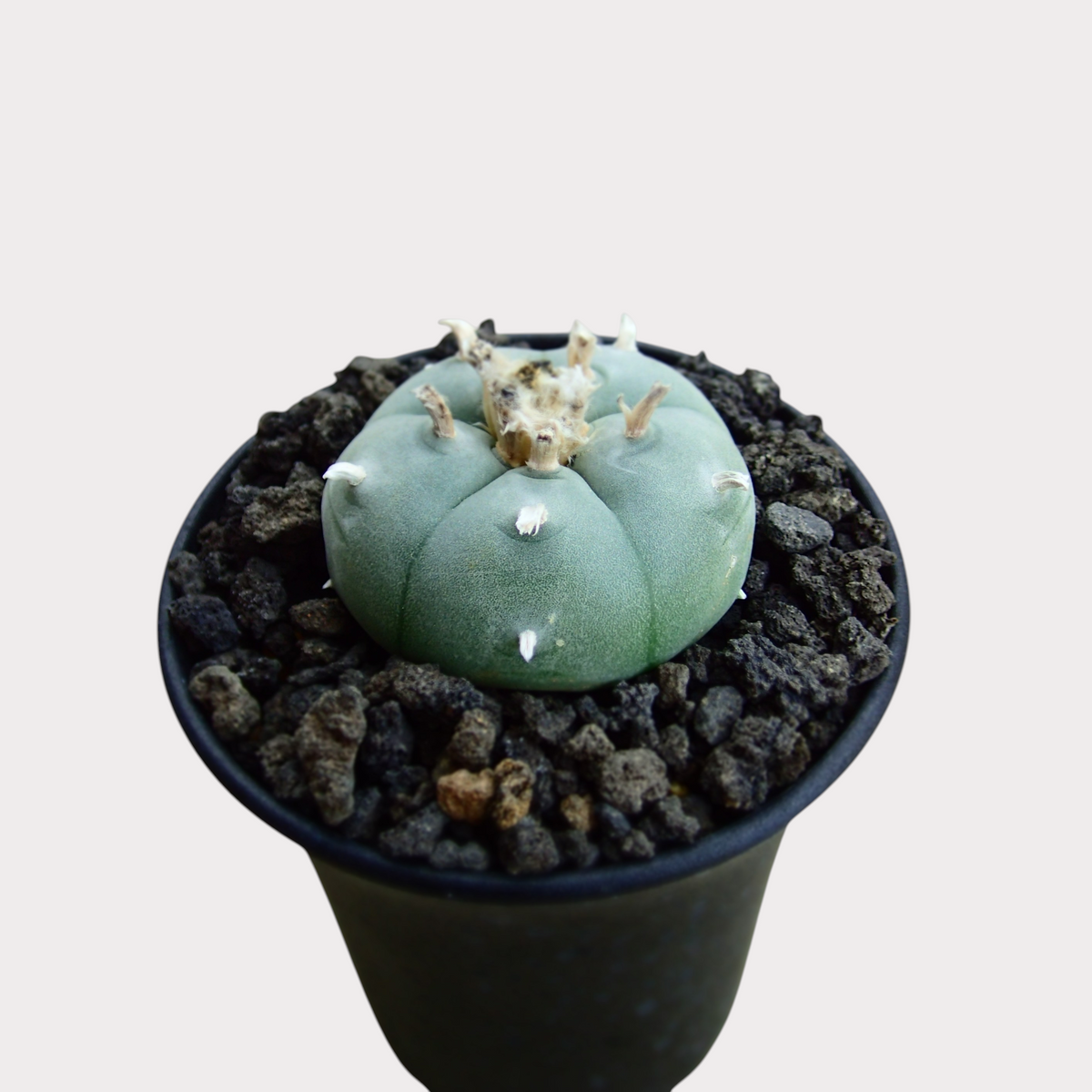 LadyBird succulents&cactiのロフォフォラ・烏羽玉。黒い鉢に植えられた、丸く淡いブルーグリーンのトゲのないサボテン。