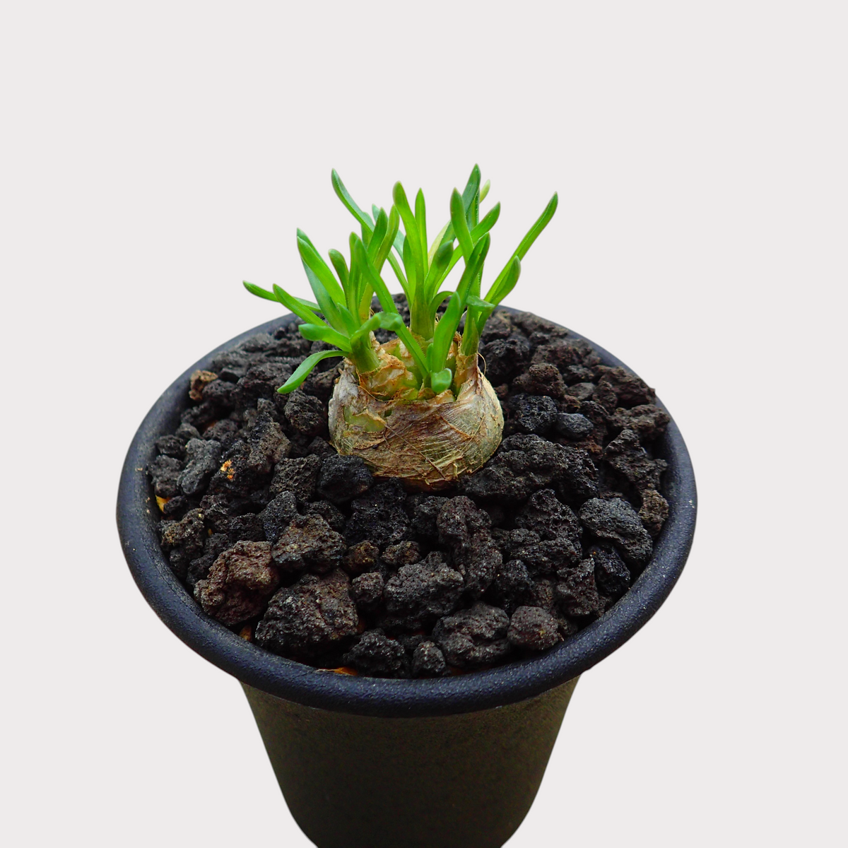 LadyBird succulents&cactiのオーニソガラム・ジュンシフォリウム。黒い火山岩風の化粧砂を施したポットに植えられた希少な球根植物。