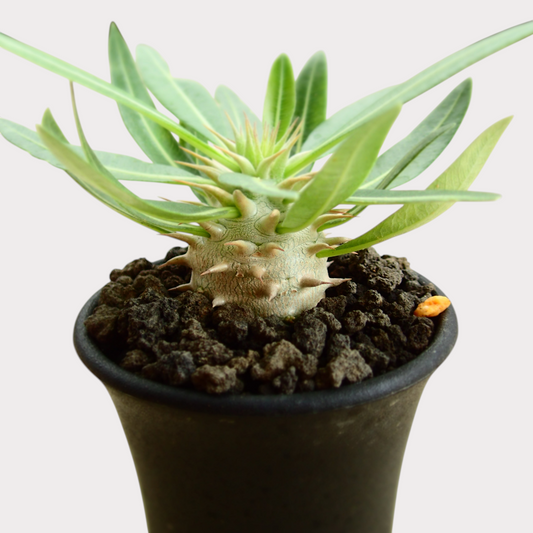 LadyBird succulents&cactiのパキポディウム・ホロンベンセ。丸い塊根と鋭いトゲが特徴的な、黒い鉢植えの希少な塊根植物。