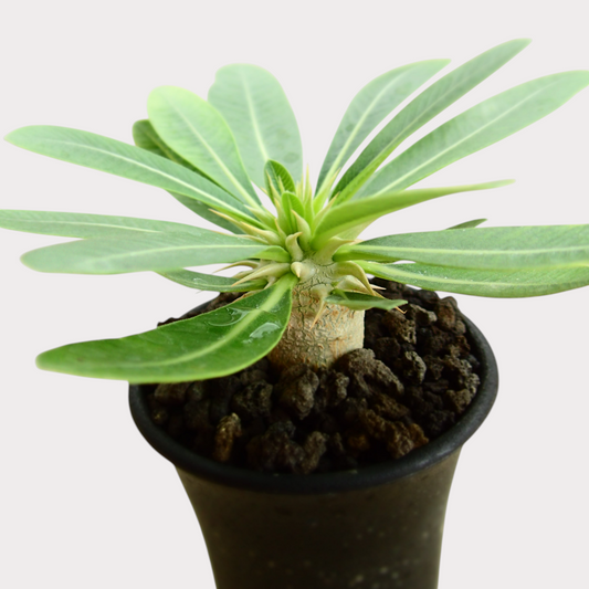 LadyBird succulents&cactiのパキポディウム・レウコキサンツム。丸みを帯びた幹と鮮やかな緑の葉が美しい塊根植物。