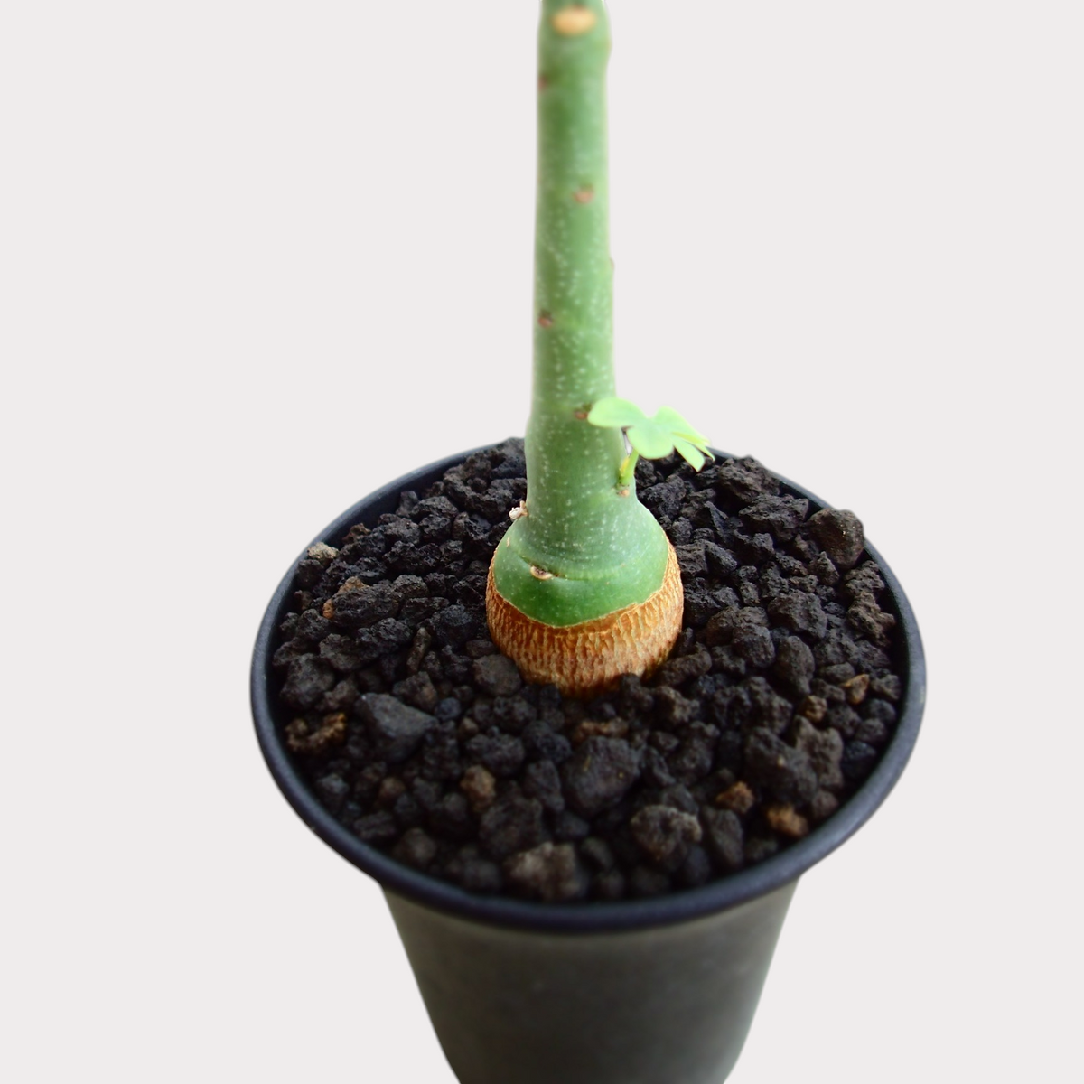 LadyBird succulents&cactiのアデニア・グラウカ。ぷっくりとした塊根と緑色の幹が特徴的なコーデックス植物。