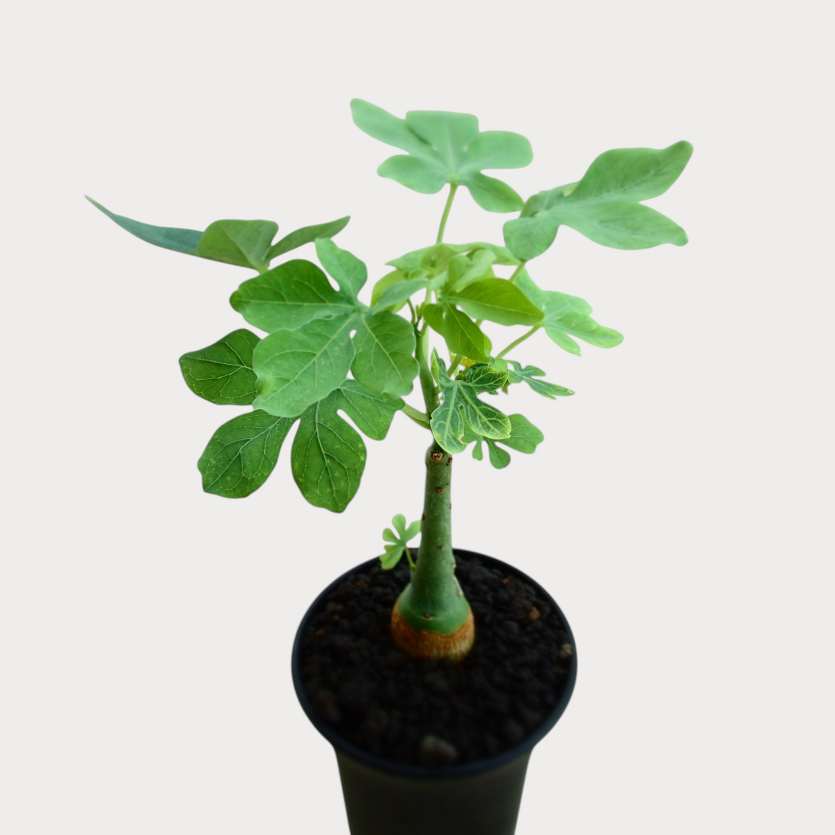 LadyBird succulents&cactiのアデニア・グラウカ。ぷっくりとした緑色の塊根と鮮やかな葉が特徴のコーデックス植物