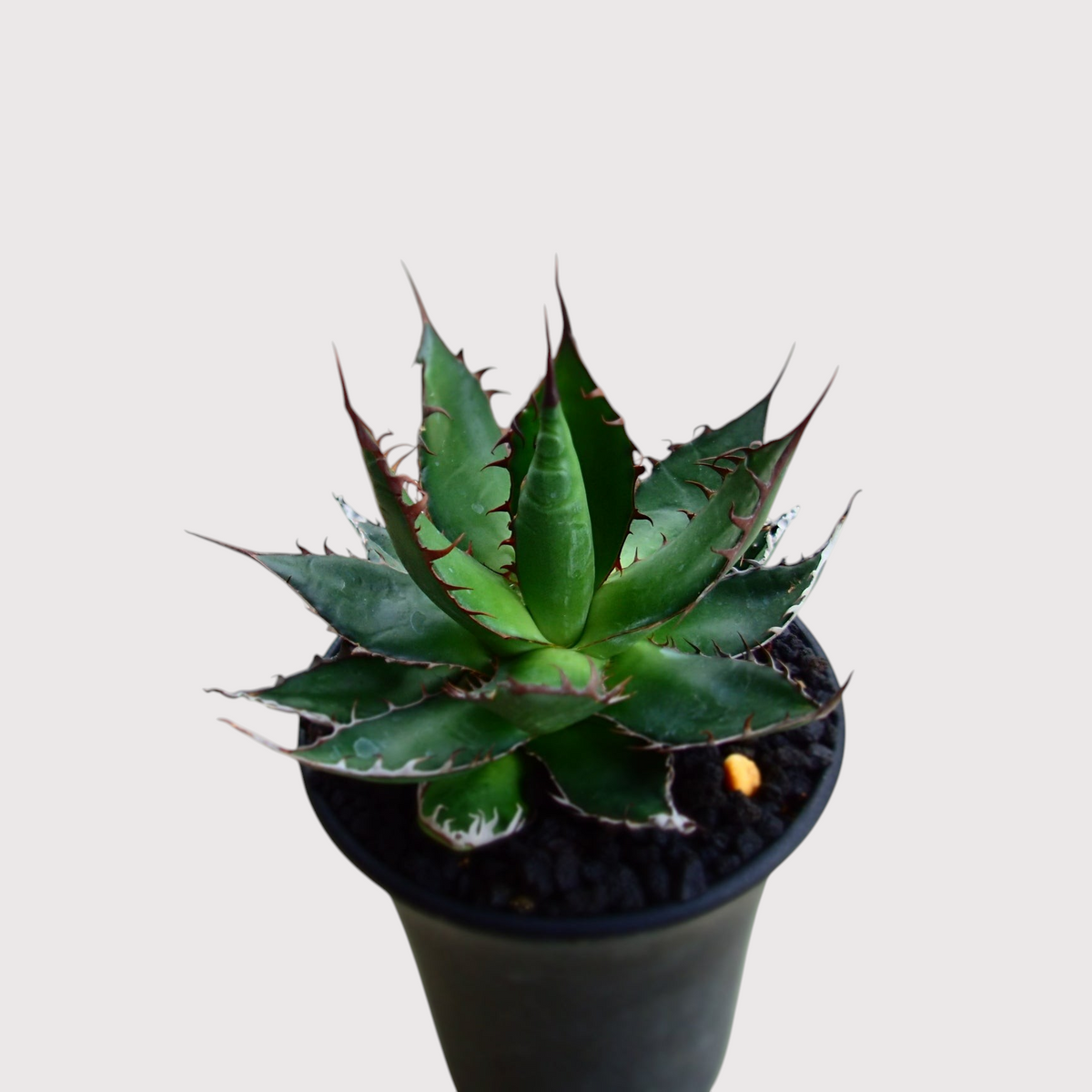 LadyBird succulents&cactiのアガベ・ホリダ。鮮やかな緑色の葉と鋭い黒い棘が特徴のコンパクトな多肉植物。