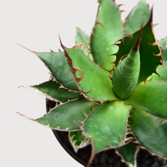 LadyBird succulents&cactiのアガベ・ホリダ。鋭い黒い棘と鮮やかなグリーンの葉が放射状に広がる多肉植物の俯瞰写真。