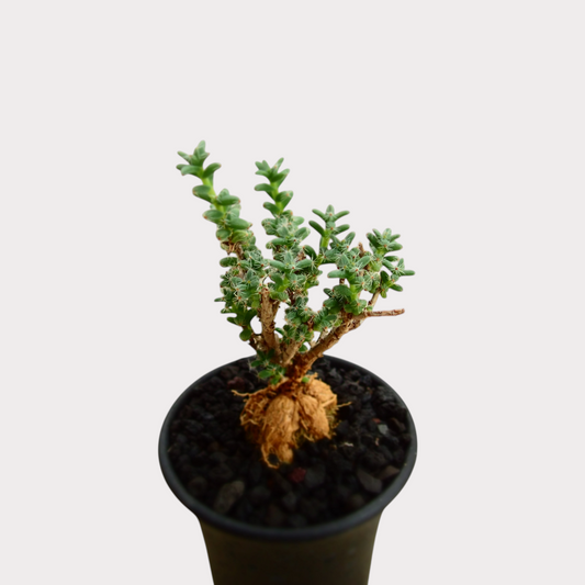 LadyBird succulents&cactiのトリコディアデマ・紅姫小松。樹木のような幹を持つ塊根植物で、黒い鉢に植えられた盆栽風の多肉植物
