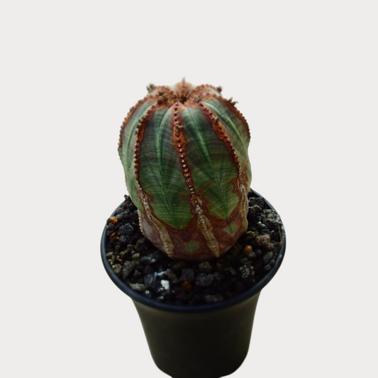 LadyBird succulents&cactiの丸いフォルムが特徴的なユーフォルビア・オベサMサイズ。緑と赤褐色の縞模様が美しい塊根植物