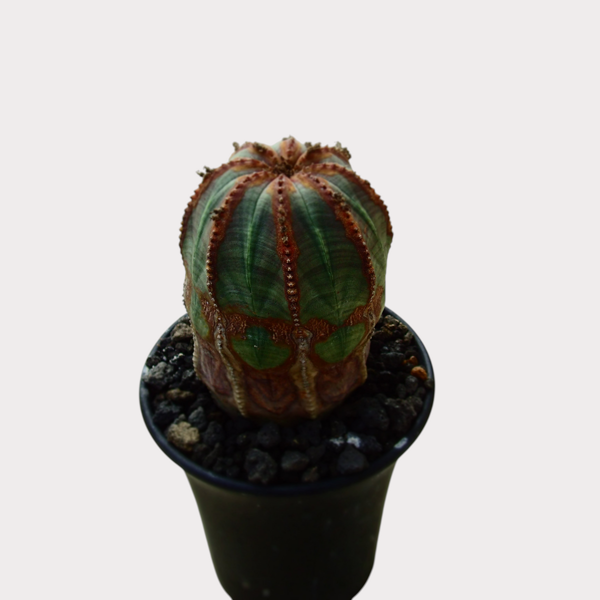 LadyBird succulents&cactiのユーフォルビア・オベサ。丸みを帯びた緑と茶色の縞模様が特徴的な塊根植物で、黒い鉢に植えられています。