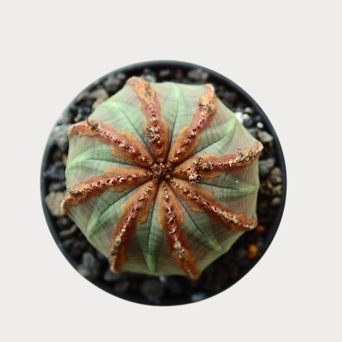 LadyBird succulents&cactiのユーフォルビア・オベサMサイズ。丸い緑色の本体に茶色の模様が入った塊根植物を真上から見た様子