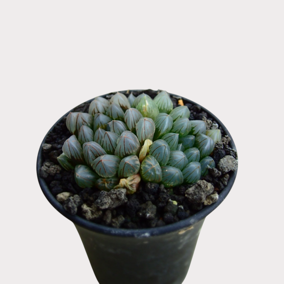 LadyBird succulents&cactiのハオルチア・ブラックオブツーサ。透明感のある深い色の葉が美しい多肉植物の鉢植え