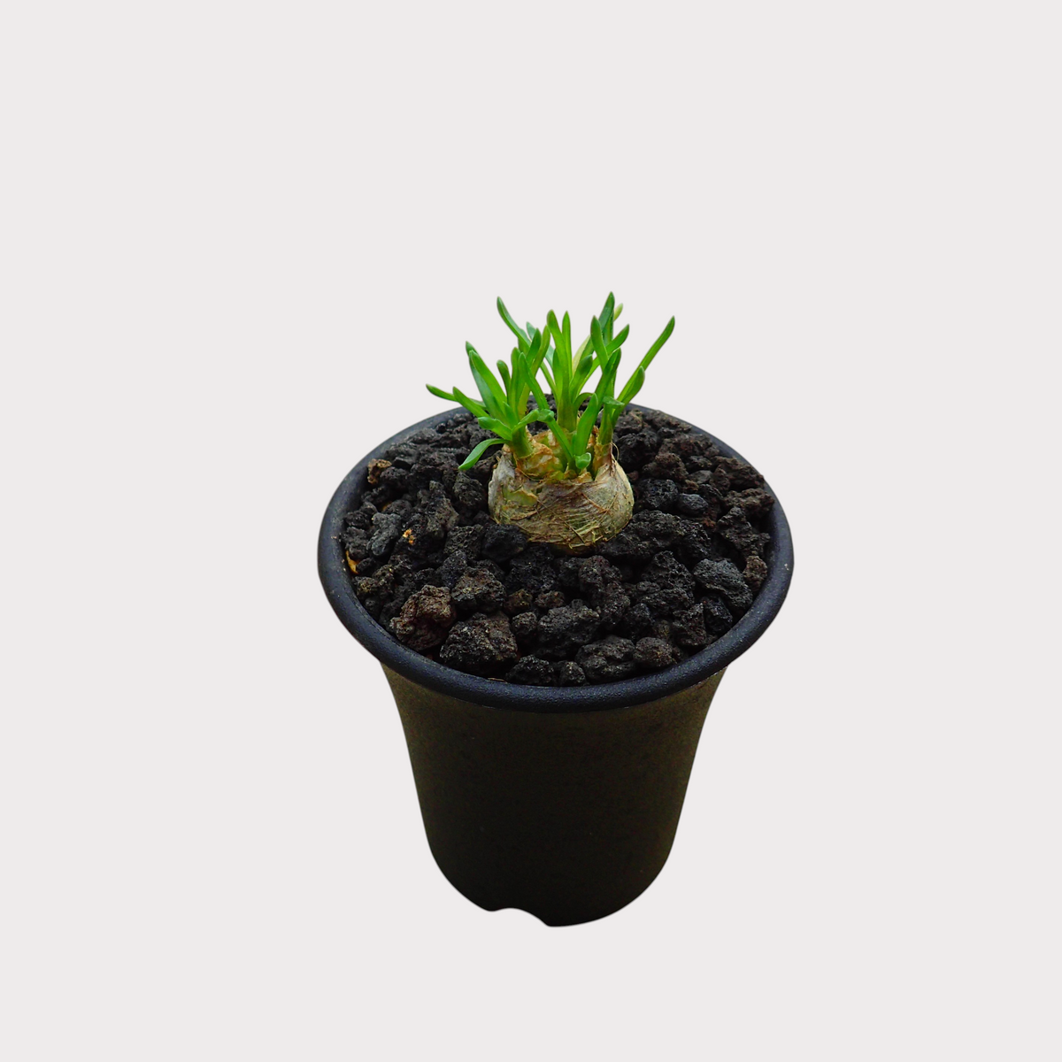 LadyBird succulents&cactiのオーニソガラム・ジュンシフォリウム。黒い火山岩風の化粧砂を施したポットに植えられた希少な球根植物