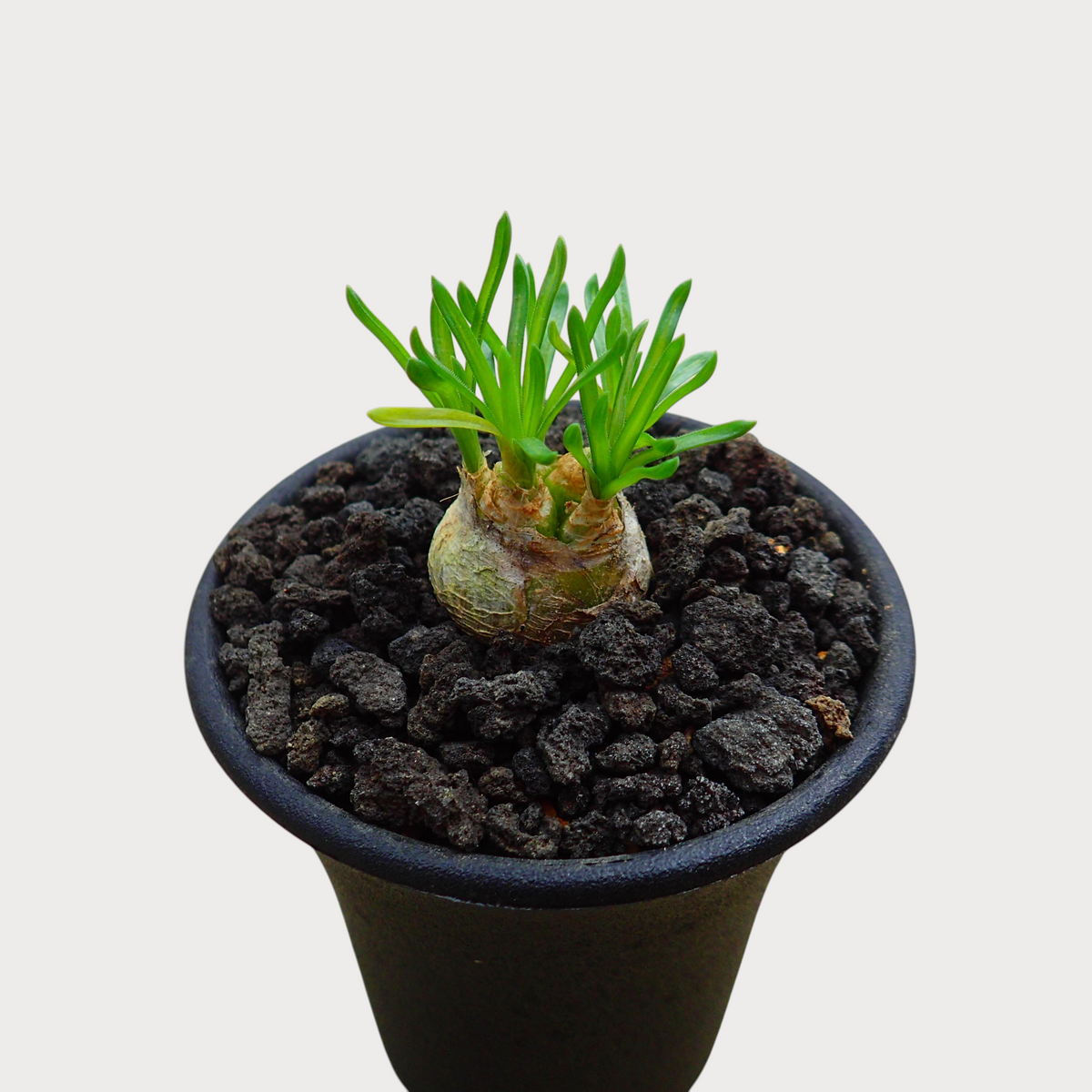 LadyBird succulents&cactiのオーニソガラム・ジュンシフォリウム。黒い火山岩の化粧砂を施したポットに植えられた、希少な球根植物。
