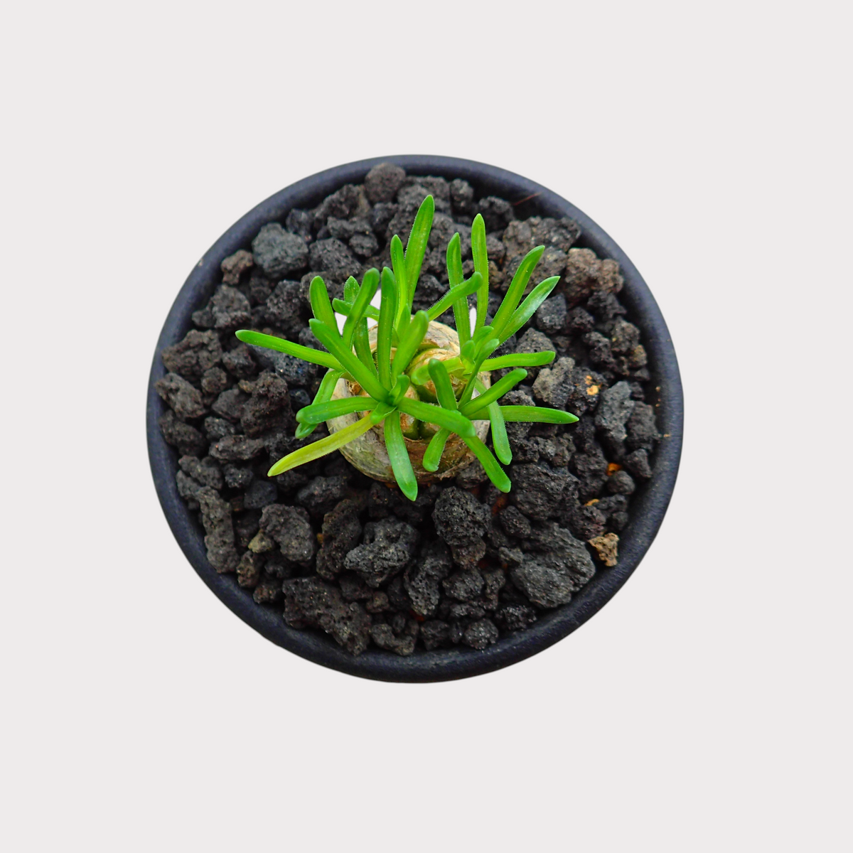 LadyBird succulents&cactiのオーニソガラム・ジュンシフォリウム。黒い火山岩の化粧砂を敷いたポットに植えられた、鮮やかな緑の葉を持つ希少な球根植物を真上から見た様子。