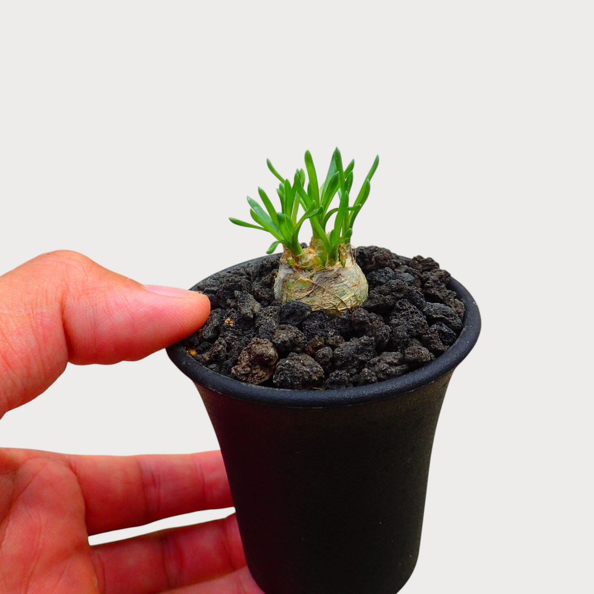 LadyBird succulents&cactiのオーニソガラム・ジュンシフォリウム。黒い火山岩風の化粧砂を施したポットに植えられた希少な球根植物