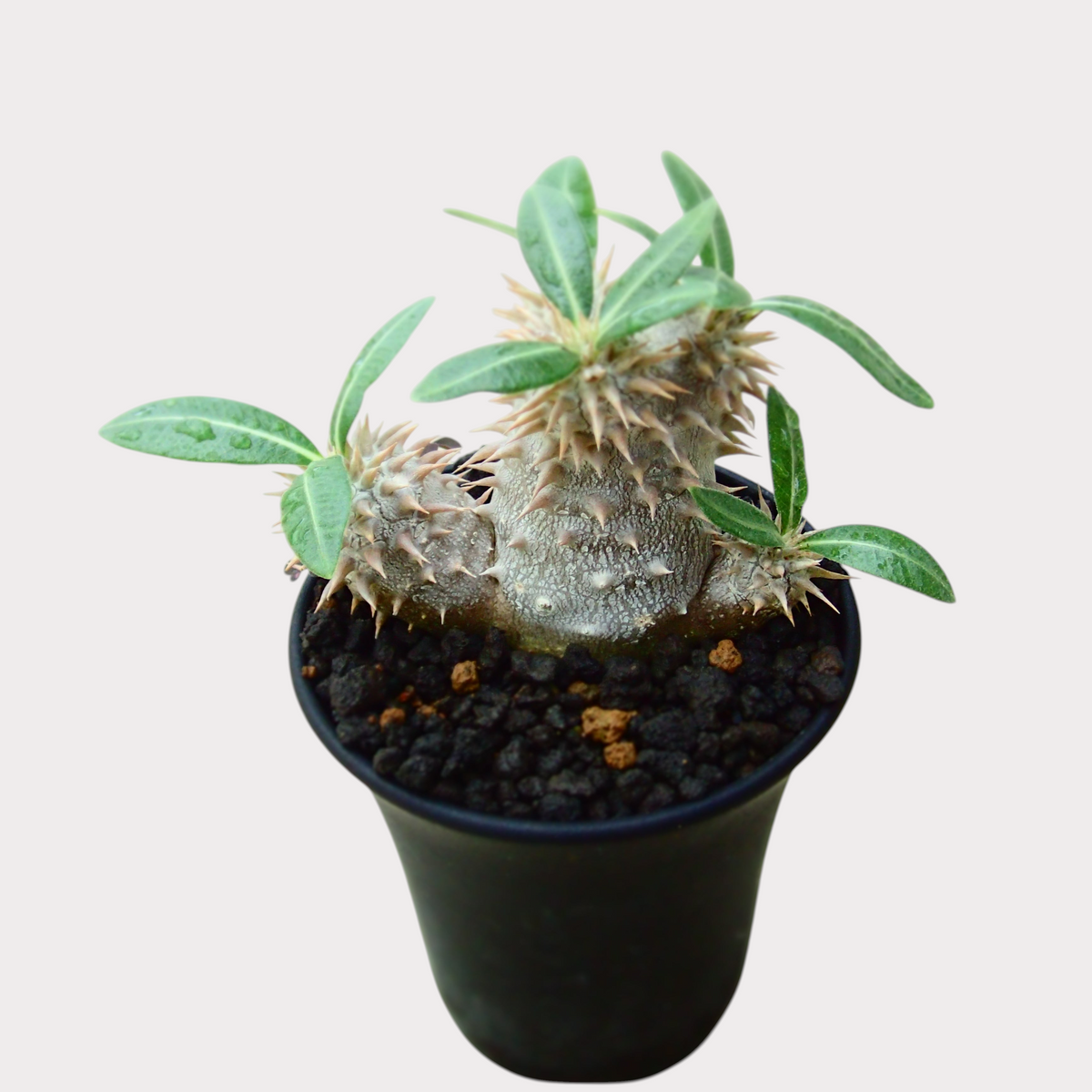 LadyBird succulents&cactiのパキポディウム・恵比寿大黒。丸みを帯びた塊根と鋭いトゲが特徴的な、黒い鉢植えの観葉植物。