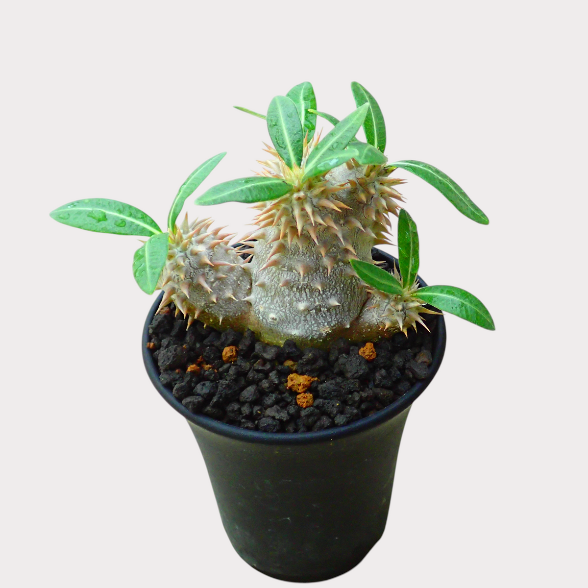 LadyBird succulents&cactiのパキポディウム・恵比寿大黒。丸みを帯びた塊根と鋭いトゲが特徴で、黒い鉢に植えられた観葉植物