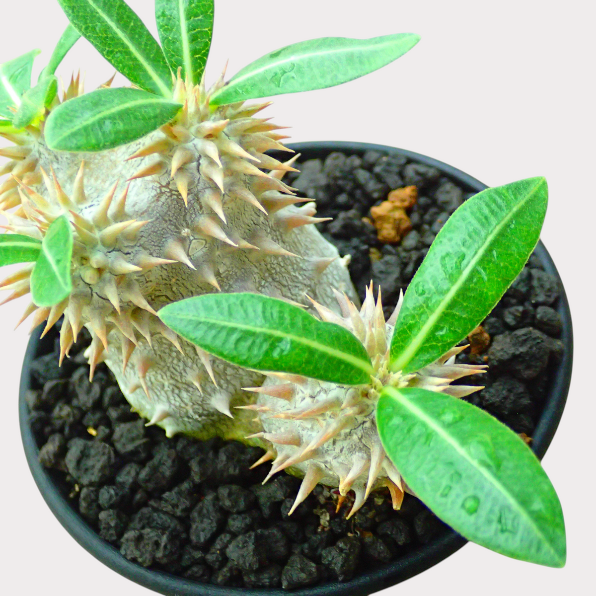 LadyBird succulents&cactiのパキポディウム・恵比寿大黒。丸みを帯びた塊根と鋭いトゲが特徴で、黒い鉢に植えられた観葉植物。