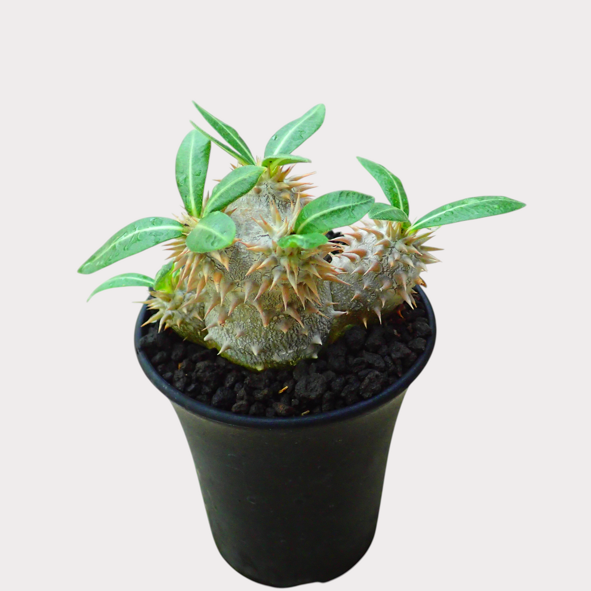 LadyBird succulents&cactiのパキポディウム・恵比寿大黒。丸い塊根と鋭いトゲが特徴的な、黒い鉢植えの観葉植物。