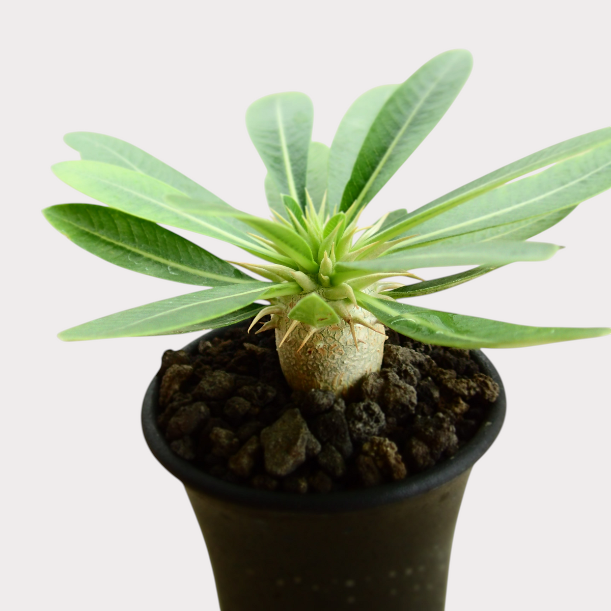 LadyBird succulents&cactiのパキポディウム・レウコキサンツム。丸い塊根と鮮やかな緑の葉が特徴的な希少な塊根植物