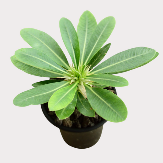 LadyBird succulents&cactiのパキポディウム・レウコキサンツム。鮮やかな緑の葉を放射状に広げる希少な塊根植物。
